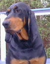 Click here for more detailed Black And Tan Coonhound breed information and available puppies, studs dogs, clubs and forums